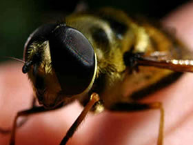 En España fallecen 15 personas al año por picadura de abeja
