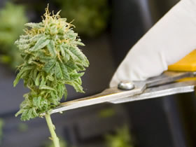 cannabis