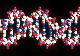 adn