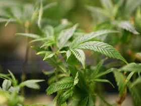 La fitoterapia, cuando la planta medicinal se ofrece como alternativa médica