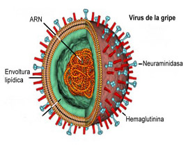 virus-gripe2