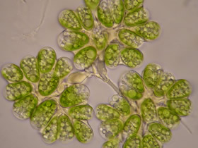 microalga