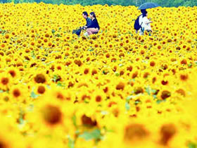 alergia-flores-primavera-polen