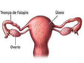 ovarios2