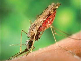 mosquito