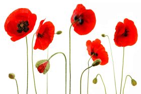 AMAPOLAS_RETOCADA