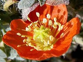 amapolas