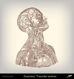 SISTEMA VASCULAR RET