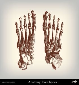 Nuevo mecanismo para la lucha contra la osteoporosis