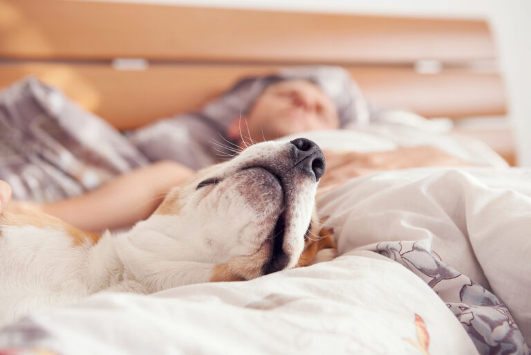 ¿Las mascotas ayudan a dormir mejor?