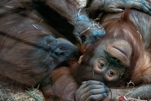(Cómo) nuestras camas están más sucias que las de los chimpancés