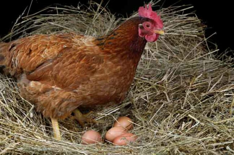 Científicos japoneses desarrollan medicinas en huevos de gallina