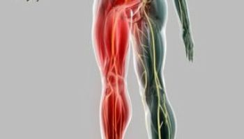 Prueban con éxito biomateriales avanzados para regenerar el nervio ciático
