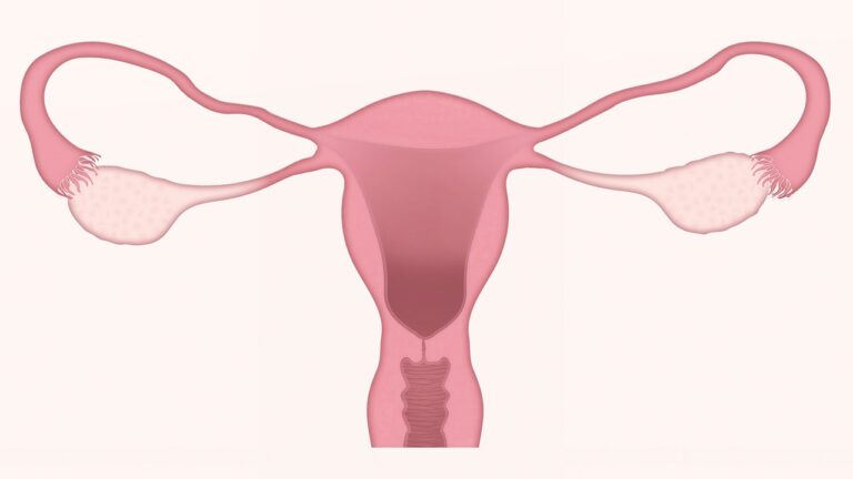 El ciclo menstrual y la fertilidad