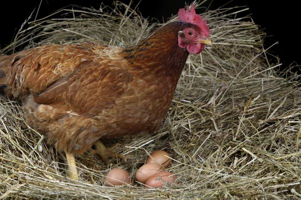 Estudian la cáscara de los huevos para hacerlos más resistentes y saludables