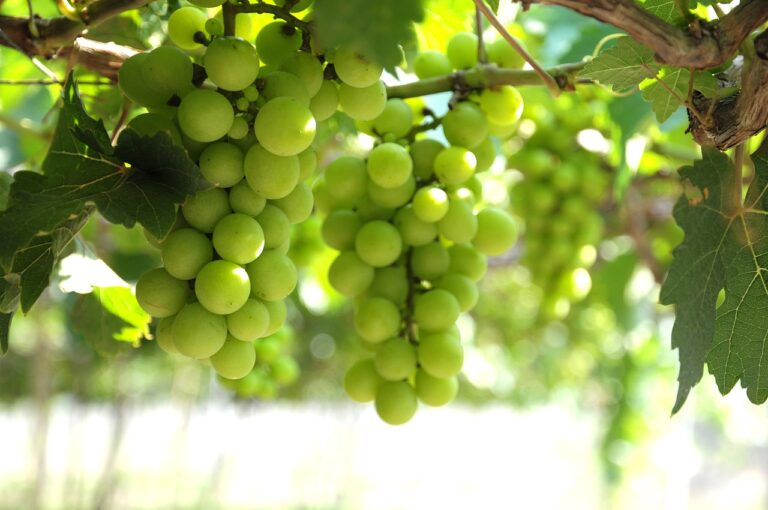 Beneficios de las uvas para la salud