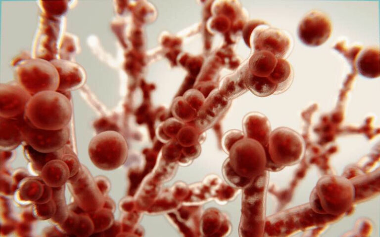 Los mejores tratamientos de farmacia sin receta médica contra la candidiasis