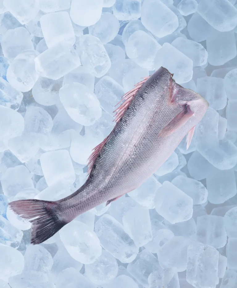 Pescado blanco congelado: una opción saludable y práctica en la alimentación diaria