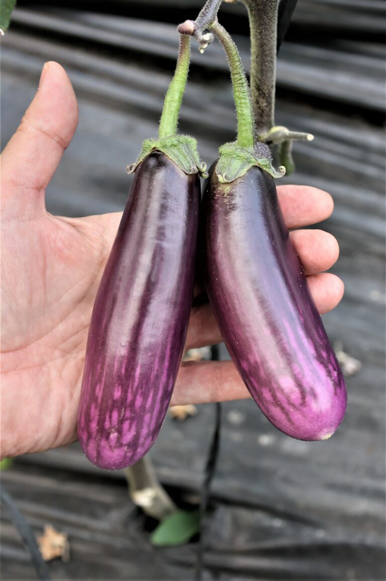 Identifican de Compuestos Antitumorales en una Nueva Variedad de Berenjena